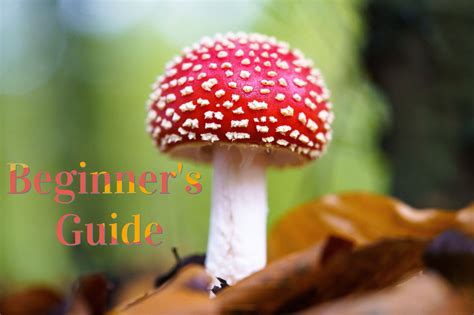 Amanita Muscaria Beginner’s Guide: Everything You Need to Know ...