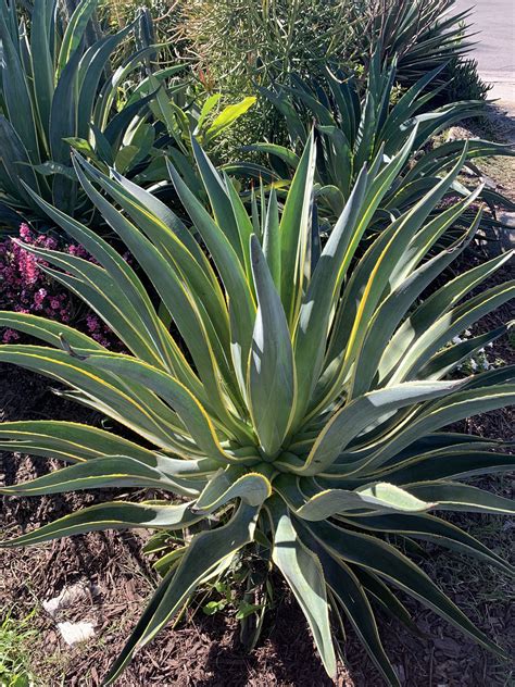 Xl Giant Agave Desmetiana Variegata Variegated Smooth Agave Cactus