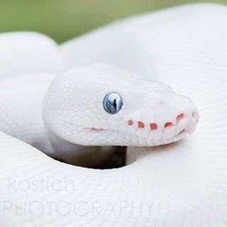 OBOKOZU On Twitter Hairy Pussy In Progress Https T Co QmFBuwrEqK Https T Co R LInxnMS