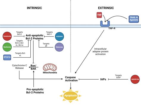 Frontiers Bcl 2 Inhibition In The Treatment Of Hematologic Malignancies