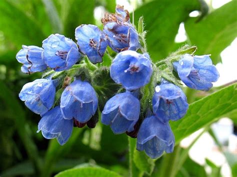 Окопник лекарственный (лат. Sýmphytum officinále)