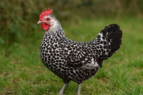 dong tao chicken