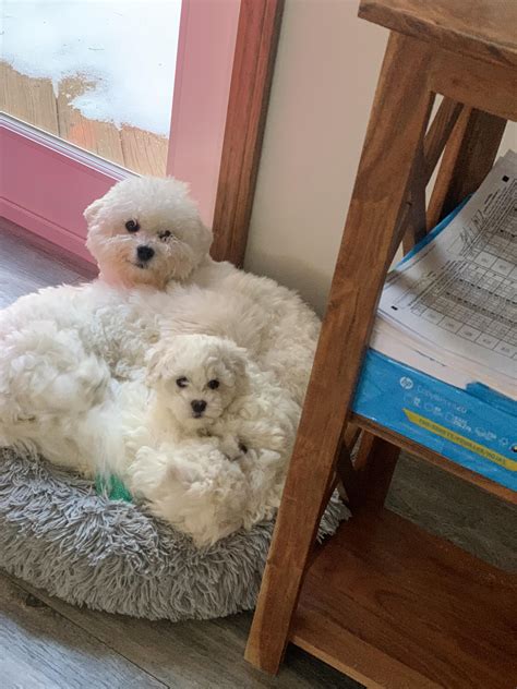 Bichon... - Bichon Frise Puppies and Stud in Cebu Philippines