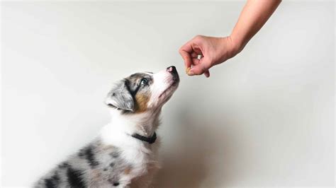 training tips  success start early  consistent  treats