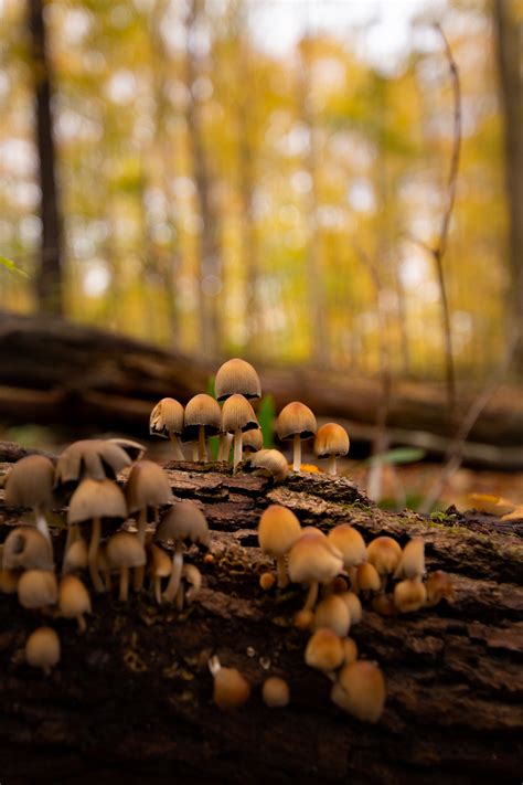 Local Nature - Ecosystems - Huron Stewardship Council