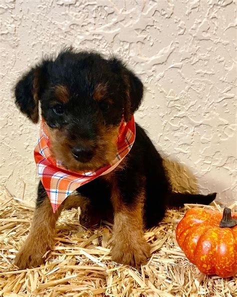 What the puppy adoption process really costs in the first year 26