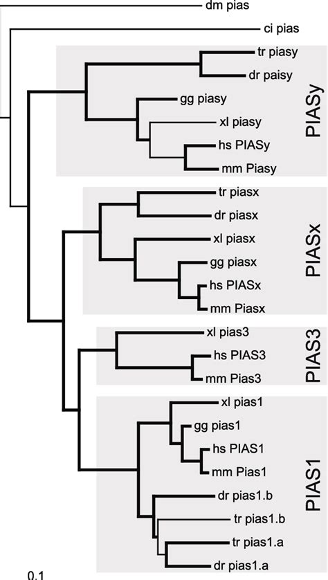 Phylogenetic analysis of PIAS family members. Phylogenetic analysis of ...