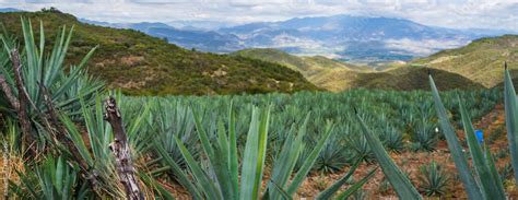 panoramic of Landscape Oaxaca Mexico Agave plantation for mezcal alcoholic drink production ...