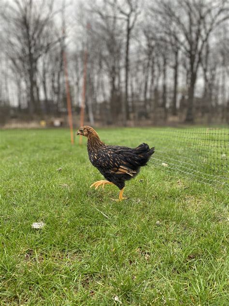 How To Make Chickens Friendly - Heirloom Grown