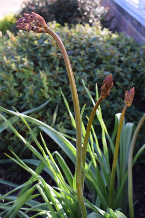 White Asphodel – Herbidacious