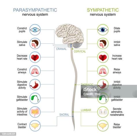 Sna Simpático E Parassimpático - Vetores de Sistema Nervoso Simpático E Parassimpático e mais imagens de ...