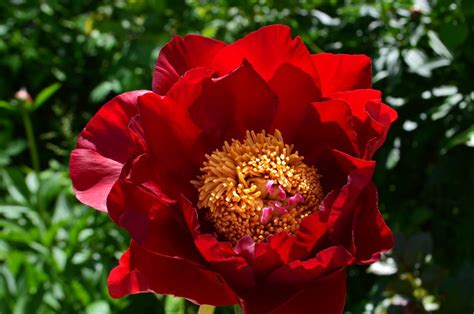 Пионы травянистые