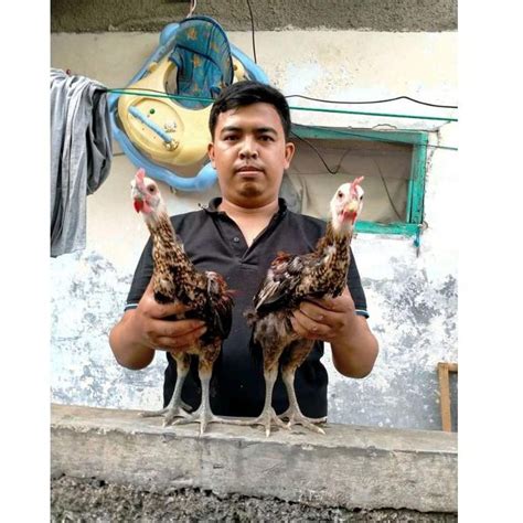 detail gambar telur ayam pelung koleksi nomer