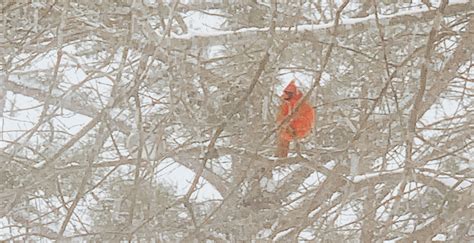 dougherty funeral home in hibbing mn 7