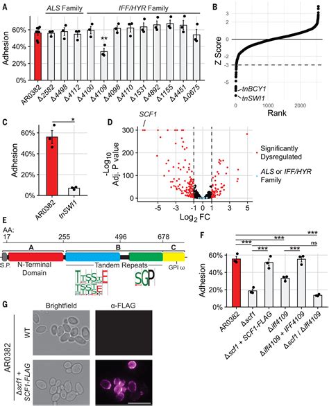 A Candida auris–specific adhesin, Scf1, governs surface association