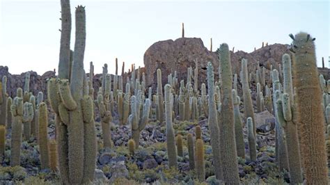 isla incahuasi giant cactus island salar de uyuni  bolivia stock