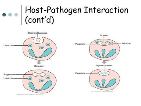 mlab  microbiology keri brophy martinez powerpoint