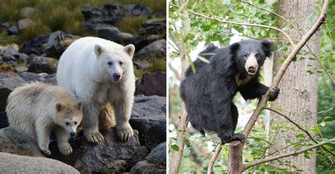 peaceful bear species   encounter  north america