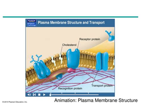 structure   cell membrane related