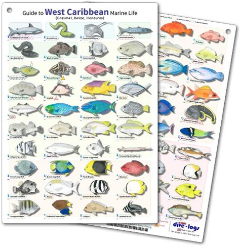 fish identification guides reef fish identificationguidesslates
