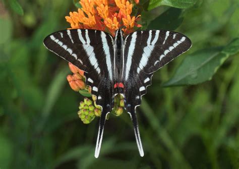 Zebra Swallowtail Butterfly Life Cycle