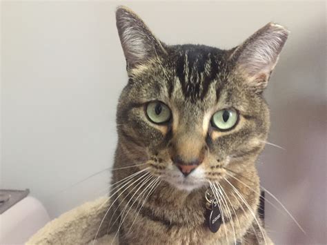 What Is A Cat Ear Tip at Mildred Bruggeman blog