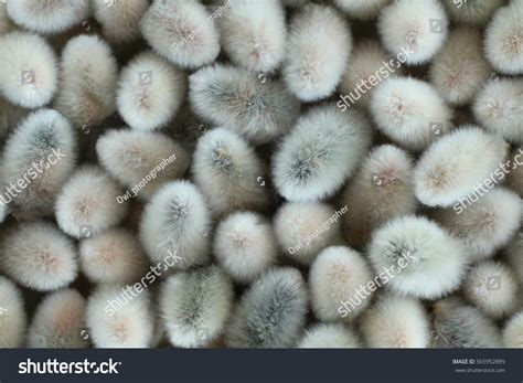 Expanded Buds Pussy Willow Closeup Background Stock Photo