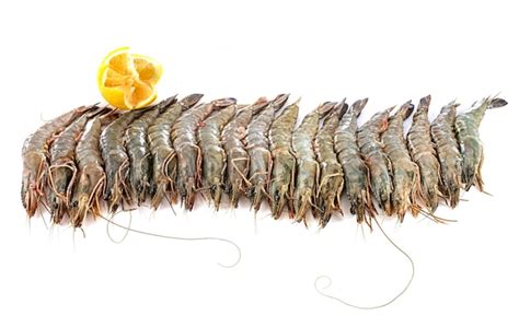 premium photo king prawn  studio