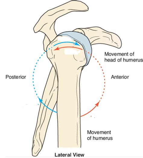 fig   arthrokinematic motions glenohumeral joint diagram quizlet