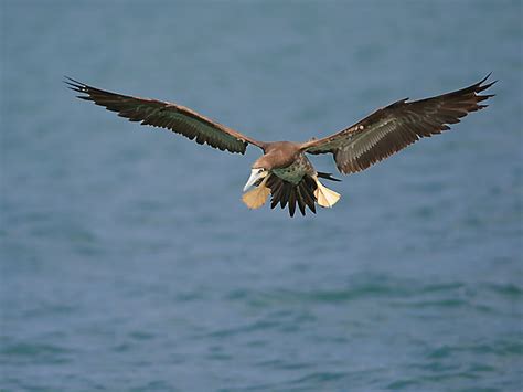 Foto atobá pardo Sula leucogaster Por Sergio Gregorio Wiki Aves A