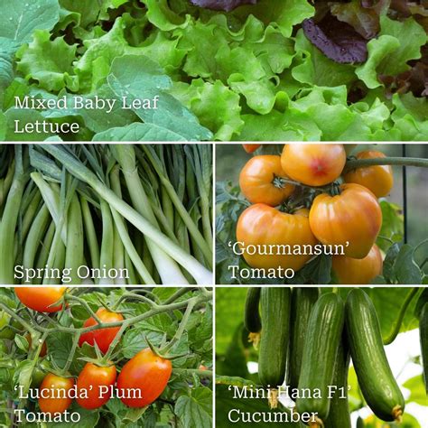 Quick Growing Salad Collection – Roots Plants