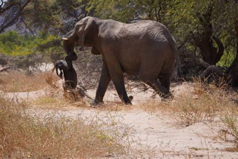 Heart-Wrenching Photos Show Elephant Mom Carries Body of Dead Calf for Days