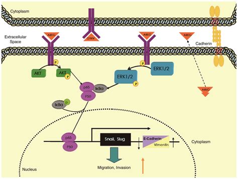 Areg Mediates The Epithelialmesenchymal Transition In Pancreatic