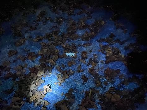 A 365 nm UV flashlight makes finding puppy land mines amongst fallen