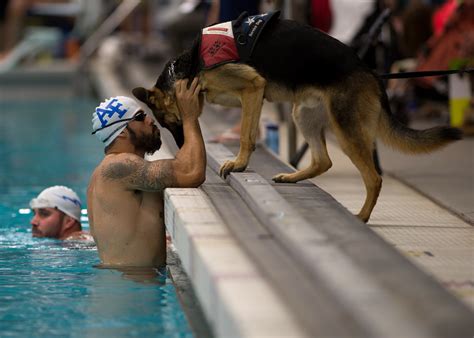 images water dog canine pool swim love care preparation