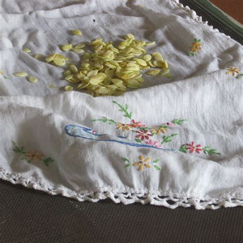 Squash casserole, drying basil, saving squash seeds, fig tree 013