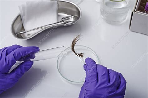 specimen sample specimen definition meaning nqzjbq