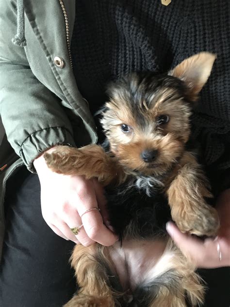 Yorkshire Terrier Puppy | Yorkshire terrier puppies, Yorkie yorkshire