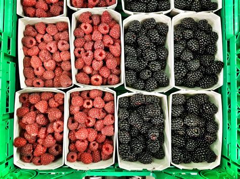 Commercial Production Guide: Blackberry & Raspberry - Alabama ...