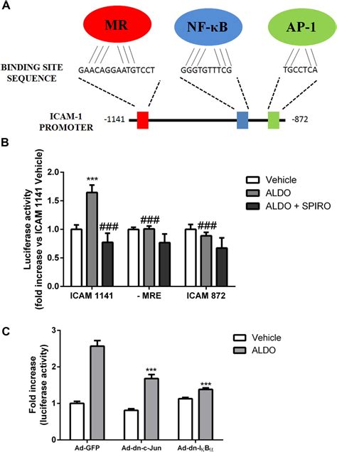 Essential Role Of Icam In Aldosterone Induced Atherosclerosis