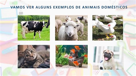 ANIMAIS DOMÉSTICOS E SELVAGENS - YouTube