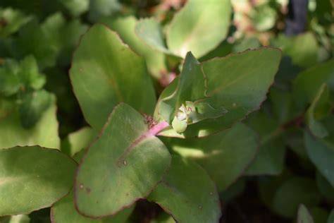 Matrona Stonecrop