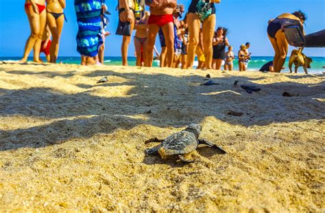 Bentota Beach Galle Sri Lanka 2018 Small baby turtles crawl out sand