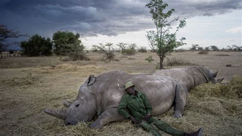 The Alarming Decline of Black Rhinos: Unveiling the Causes Behind Their Extinction - Hunter Games Magazine