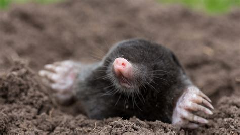 The secret lives of moles