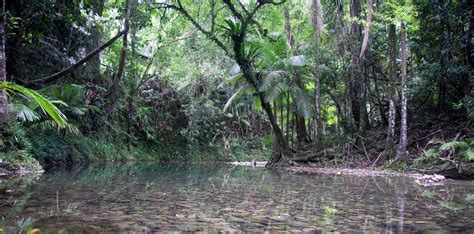 daintree rainforest precipitation  king kelly blog