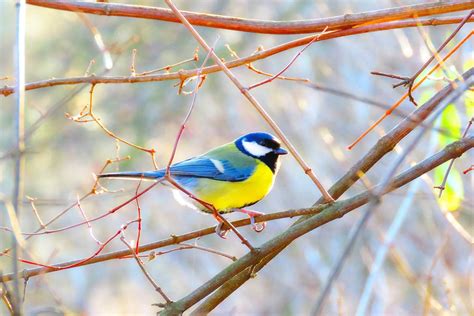 55 French Bird Names