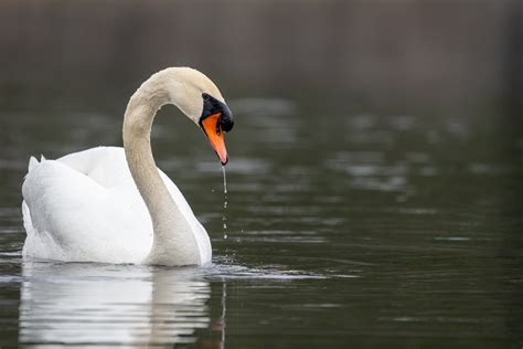 mute swan backcountry gallery photography forums