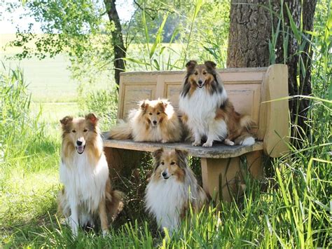【完全ガイド】コリー犬の種類と特徴まとめ｜コリー種の違いとは？ nademo ペットメディア【nademo [なでも]】