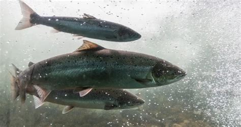 troll  salmon  step  step guide dc trolling motor